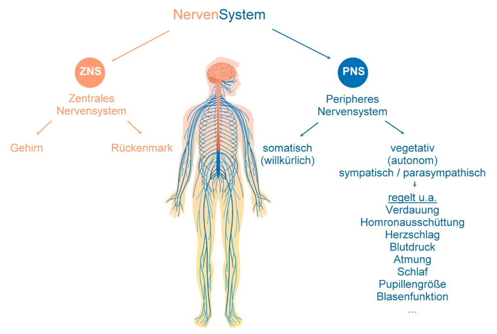 Systematik des Nervensystems