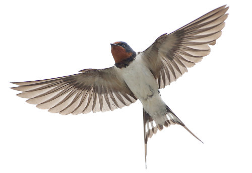 neurosensorisches Training, Rauschschwalbe im Flug mit ausgebreiteten Flügeln